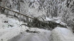 V Karlovarském kraji těžký sníh láme a vyvrací stromy, situace trvá už týden