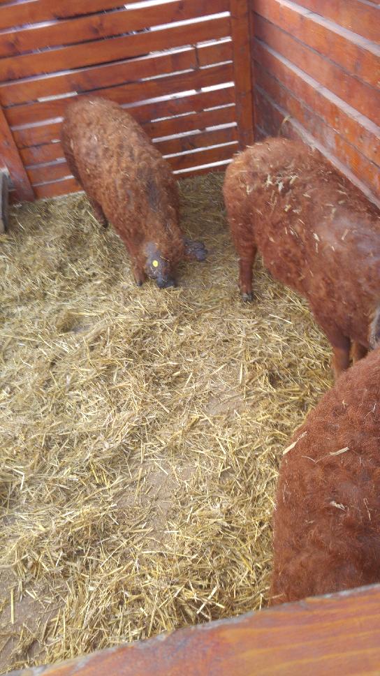 kl-(1).jpg kl-(1).jpg