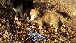 Hasiči v Plasích vysvobodili psa z nutrií nory