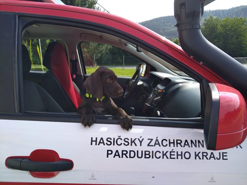 Nový čtyřnohý parťák našeho psovoda
