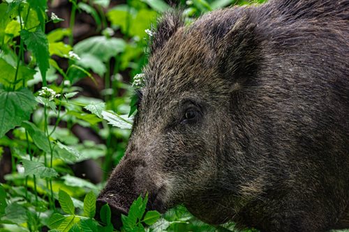 Nečekaný návštěvník v drogerii. Divoký kanec vběhl do obchodu, policie musela zasáhnout