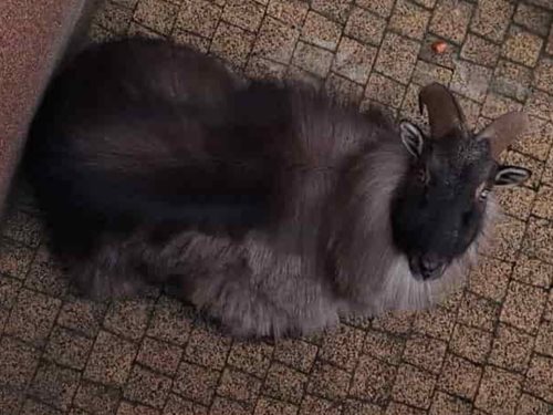 Hasiči zachránili unikátního tahra himálajského