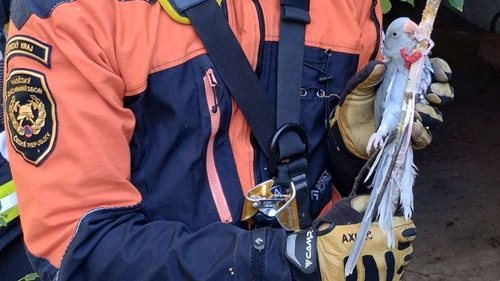 Papoušek uvízl 15 metrů nad zemí. Když nestačil žebřík, nastoupili hasiči lezci
