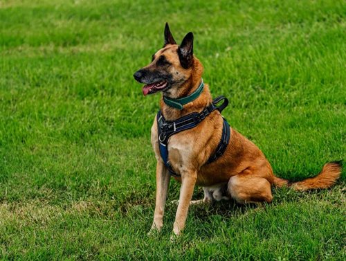 Policejní pes pomáhá zmírnit stres při výslechu svědků a obětí