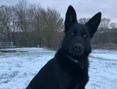 Opilá řidička po havárii unikla, našel ji policejní pes