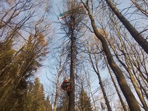 Nouzové přistání skončilo ve větvích stromu