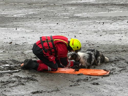 Zásah v mrazivém ránu zachránil psa uvězněného v bahně