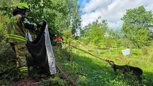 Parožím se zamotal do elektrického ohradníku. Mladému daňkovi pomohli hasiči