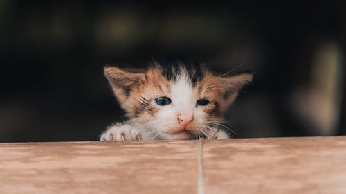 Chov zvířat odhalil případ mimořádné krutosti