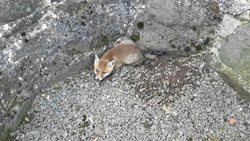 Hasiči z Konice zachránili dnes nad ránem mladou lišku