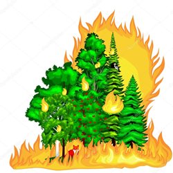 Požár mladého lesního porostu