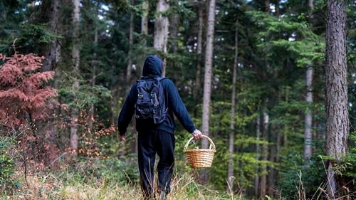 Než vyrazíte na houby, připravte se. Několik jednoduchých pravidel může rozhodnout, zda vás záchranáři rychle najdou