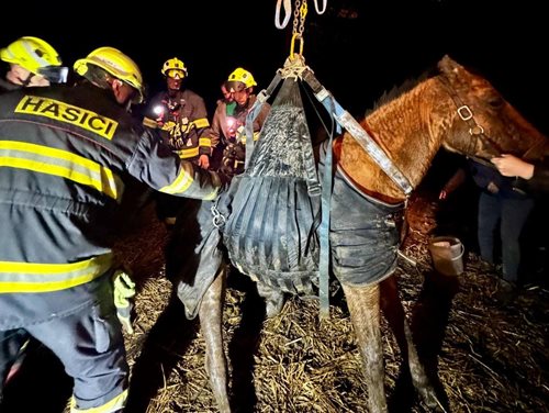 Kůň zůstal ležet bez sil: Hasiči ho s pomocí jeřábu postavili na nohy