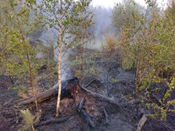 Požáry travních a lesních porostů