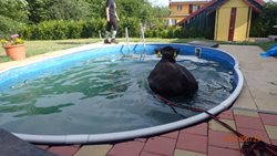 Záchrana krávy ze zahradního bazénu v Orlové pomocí lávky