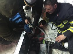 Hasiči před plameny zachránili tři osoby a pět psů