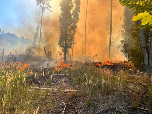 Plameny pohltily les ve Starých Splavech: Hasiči bojovali s ohněm celé odpoledne