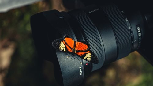Fotograf motýlů se ztratil v lese. Rozsáhlé pátrání skončilo nečekaným překvapením
