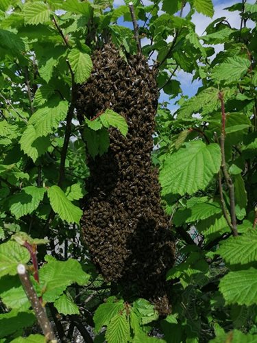 Opět připomínáme – než zavoláte hasiče, raději pár desítek minut vyčkejte až roj včel odletí