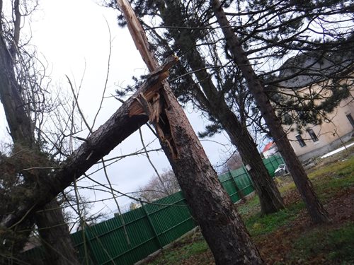 Odstraňování spadlých stromů