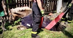 Dramatická záchrana kobyly v Horní Suché měla šťastný konec