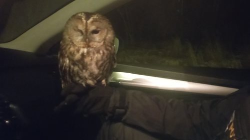 Rychlý zásah policistů zachránil zraněnou sovu