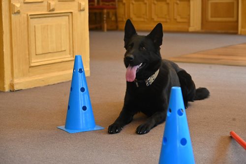 Zdraví služebního psa je klíčem k bezpečné práci