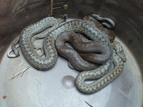Strach u rodinného domu: Hasiči museli odchytit hadí rodinu