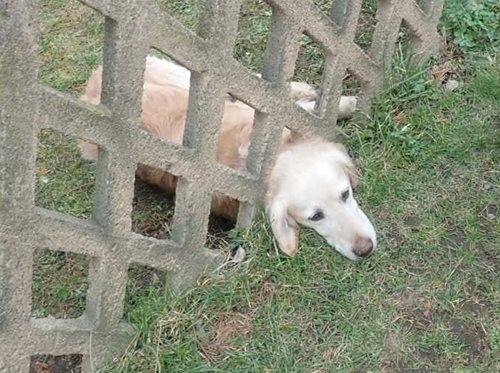 Nečekaná past proměnila obyčejnou chvíli v záchranný zásah