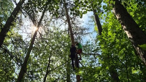 Paraglidista uvízl 15 metrů vysoko ve stromě. Zachránili ho hasiči