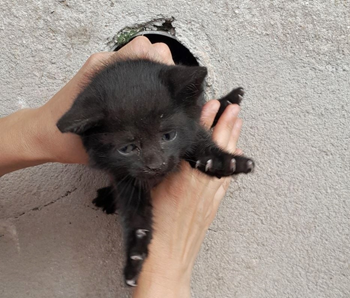   Hasiči o víkendu zachraňovali zvířata v nesnázích