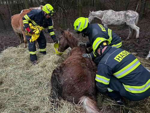 Hasiči pomohli chovatelce postavit koně zpět na nohy