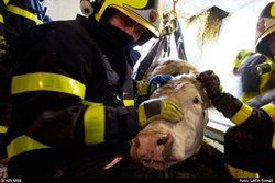 Záchrana krávy z hluboké jímky v ostravské Nové Bělé