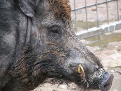 Srážku s osobním vozem divočák na Kroměřížsku nepřežil.