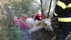 Kůň který uvízl ve vodě a blátě řeky Dyje potřeboval pomoc hasičů
