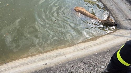 Unavená srnka spadla do požární nádrže. Hasiči ji během několika minut zachránili