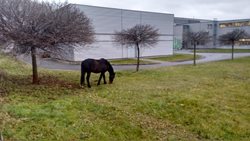 Po Šumperku v noci pobíhal kůň.Chytit se  nechal až jeden z policistů obětoval svačinu  a zlákal jej na jablko.