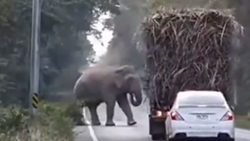 Thajsko: Sloni kradou jídlo z kamionů