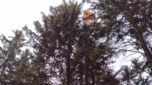 Paraglidista uvízl 20 metrů nad zemí. Hasičští lezci ho zachránili z koruny stromu