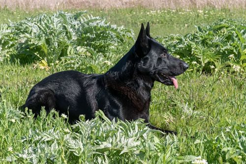 Zmizelý třináctiletý chlapec zaměstnal desítky policistů. Našel ho služební pes během několika minut