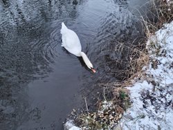 Jen zraněná labuť může na vodní hladině zamrznout
