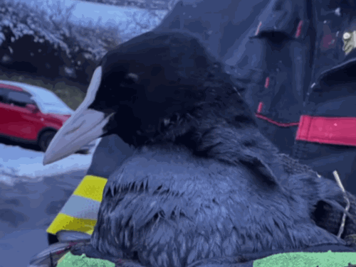 Hasiči pomohli zraněné lysce a dali jí šanci vrátit se zpět do přírody