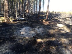 Kvůli rozsáhlým požárům na Táborsku byl vyhlášen 3. stupeň požárního poplachu pro celá ORP