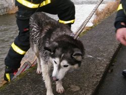 Hasiči zachránili nevidomou fenku z koryta řeky Opavice