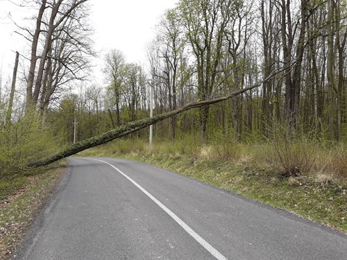 Spadlý strom blokoval dvě hodiny dopravu u Bystřice pod Hostýnem.