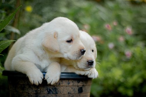 Falešný prodej štěňat připravil lidi o peníze