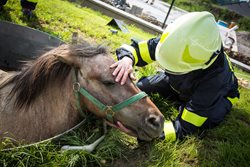 Hasiči v Bruzovicích zachránili z jímky koně, pomohl jim vyprošťovací speciál Tatra