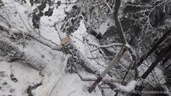 Na Klatovsku a Domažlicku padaly stromy