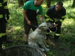 Rychlá záchrana psa ze studny ve Frýdlantu nad Ostravicí