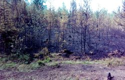 Hořící lesní porost hasily jednotky z Německa i z Karlovarského kraje